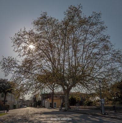 Torre del lago569